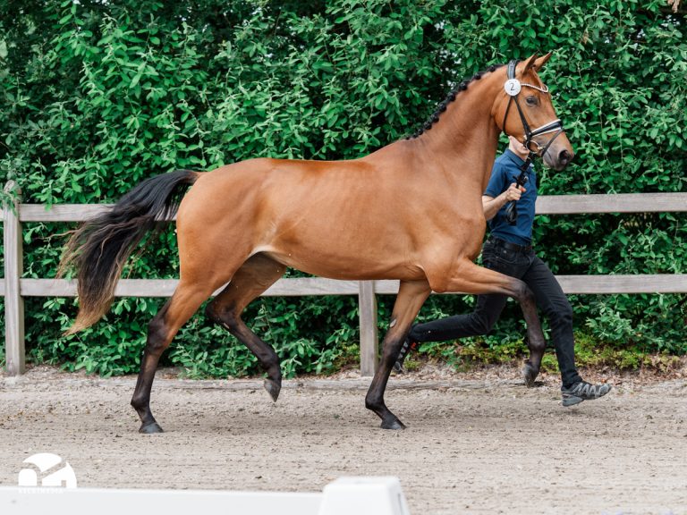 Bei den Reitpferdestuten präsentierte sich nur ein kleines Starterfeld. Den besten Auftritt zeigte die dreijährige Tochter von Toto Jr. aus einer Mutter von Escolar aus der Zucht von Rhenania Pferde aus Essen und ging als Siegerstute vom Platz.